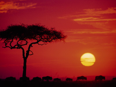 Wildebeest Migration, Masai Mara, Kenya by Dee Ann Pederson Pricing Limited Edition Print image