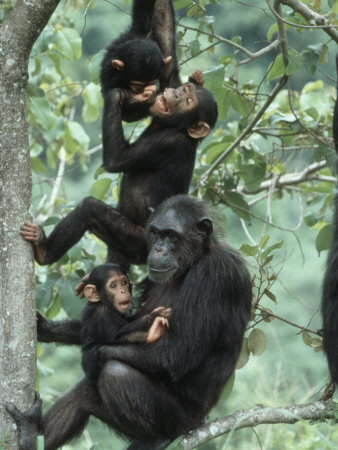 Jane Goodall Institute, Chimpanzees, Gombe National Park, Tanzania by Kristin Mosher Pricing Limited Edition Print image