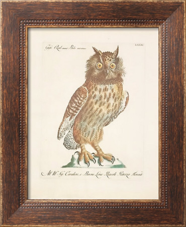 Owls by Xaviero Manetti Pricing Limited Edition Print image