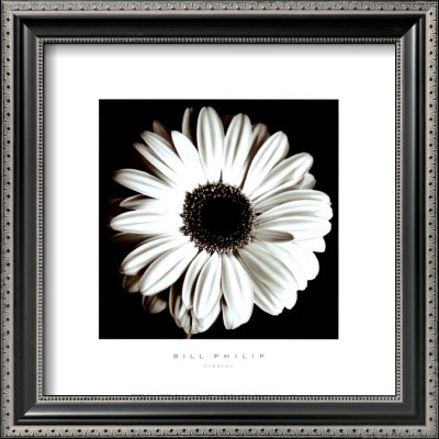 Gerbera by Bill Philip Pricing Limited Edition Print image