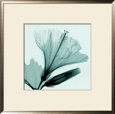 Hibiscus And Bud by Steven N. Meyers Pricing Limited Edition Print image