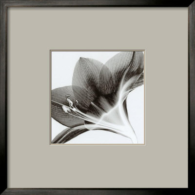Amaryllis Ii by Steven N. Meyers Pricing Limited Edition Print image
