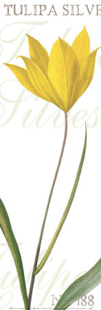 Tulipa Silvestris by Pierre-Joseph Redoute Pricing Limited Edition Print image