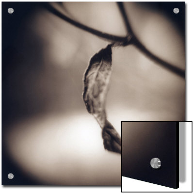Twisted Leaf by Jennifer Shaw Pricing Limited Edition Print image