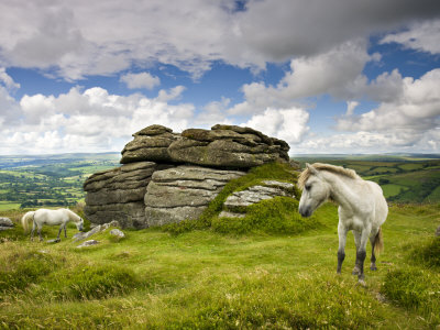 Ponies Graze In Summer Beside Chinkwell Tor In Dartmoor National Park, Devon, England, 2008 by Adam Burton Pricing Limited Edition Print image