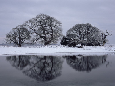 Trees Reflected In The Icy Lake In Winter, New Forest, Hampshire by Adam Burton Pricing Limited Edition Print image