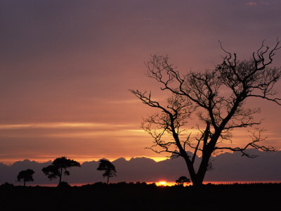 Silhouette Of Lone Tree At Sunset. New Forest, Hampshire, Uk by Adam Burton Pricing Limited Edition Print image