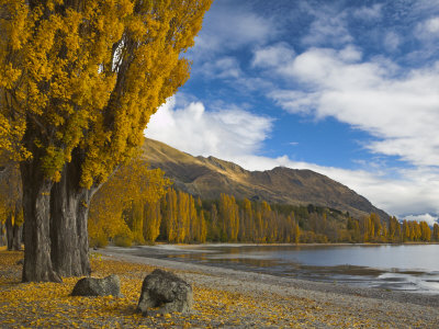 Autumnal Trees On The Shores Of Lake Wanaka, Otago, South Island, New Zealand by Adam Burton Pricing Limited Edition Print image