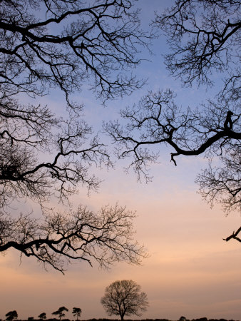 Trees And Branches In The New Forest National Park, Hampshire, England by Adam Burton Pricing Limited Edition Print image