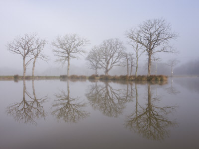Misty Morning Beside Fishing Pond, Morchard Road, Devon, England by Adam Burton Pricing Limited Edition Print image