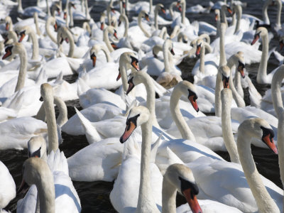 Mute Swans At Abbotsbury Swannery, Dorset, England by Adam Burton Pricing Limited Edition Print image