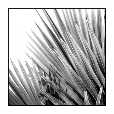 Palm Feature Iv by Studio El Collection Pricing Limited Edition Print image