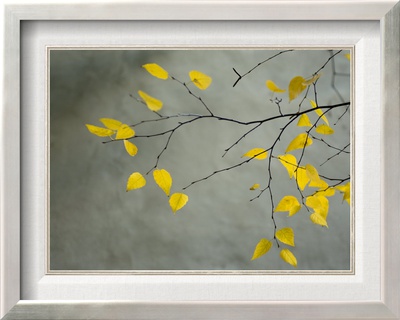 Yellow Autumnal Birch (Betula) Tree Limbs Against Gray Stucco Wall by Daniel Root Pricing Limited Edition Print image