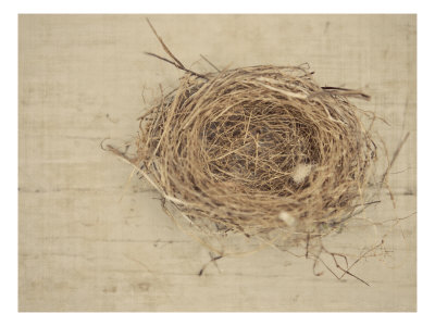 Nesting I by Meghan Mcsweeney Pricing Limited Edition Print image