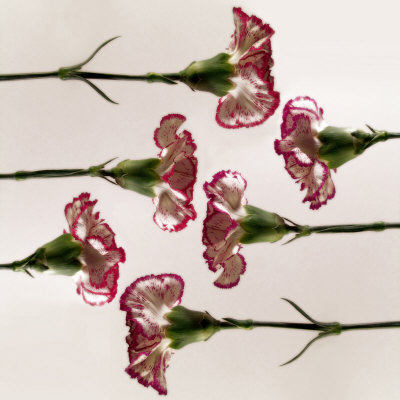 Carnation Flowers In A Row by Images Monsoon Pricing Limited Edition Print image