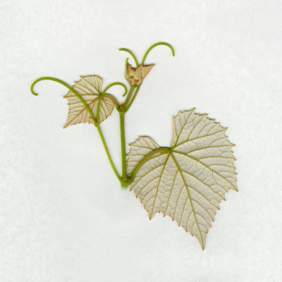 Spring Grape Leaf, View Of Back Side by Images Monsoon Pricing Limited Edition Print image