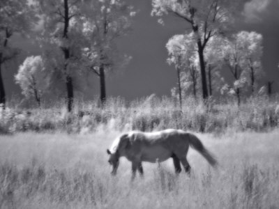 Horse Grazing In Open Field by Ilona Wellmann Pricing Limited Edition Print image