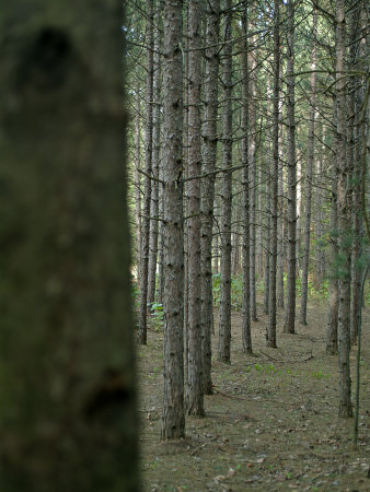 Row Of Pine Trees In Forest by Images Monsoon Pricing Limited Edition Print image