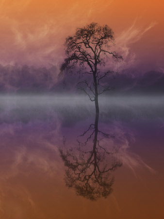 Composited Image Of Tree And Reflection by Images Monsoon Pricing Limited Edition Print image