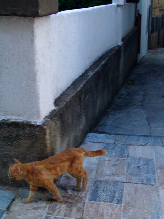 Orange Cat Walking Around The Corner Of A Wall by Ilona Wellmann Pricing Limited Edition Print image