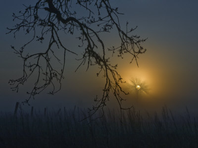 Misty, Dark, Foggy Scen With Tree Branches by Images Monsoon Pricing Limited Edition Print image