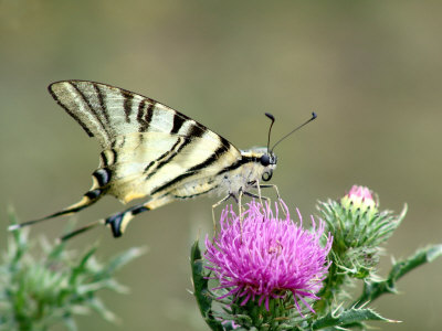 Close-Up Of A Butterfly On A Pink Flower by Ilona Wellmann Pricing Limited Edition Print image