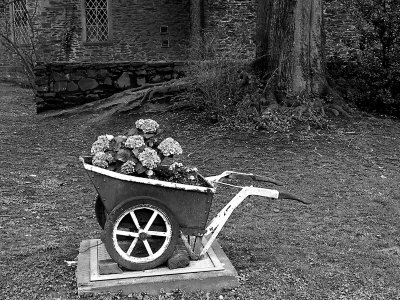 Flowers Growing In Wheelbarrow Planter In Backyard by Ilona Wellmann Pricing Limited Edition Print image