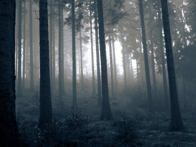 Fog In The Woods by Ilona Wellmann Pricing Limited Edition Print image