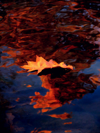 Autumn Leaf In Lake by Ilona Wellmann Pricing Limited Edition Print image