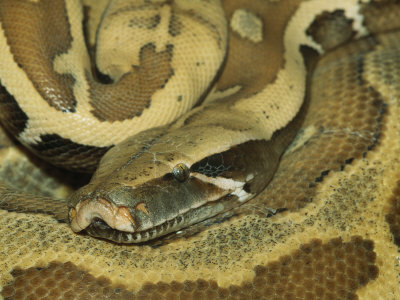 Captive Blood Python, Python Curtis by Tim Laman Pricing Limited Edition Print image