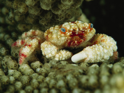 Crab With Blue Eyes Nestled In An Antler Coral by Tim Laman Pricing Limited Edition Print image