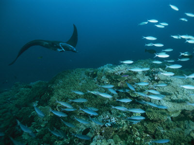 Manta Ray And A School Of Fish Swimming Over A Coral Reef by Tim Laman Pricing Limited Edition Print image