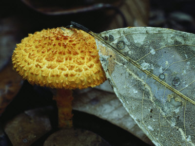 Mushroom Growing Near The Skeletal Remains Of A Leaf by Tim Laman Pricing Limited Edition Print image