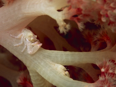 Pair Of Camouflaged Squat Lobsters Hiding On A Soft Coral by Tim Laman Pricing Limited Edition Print image