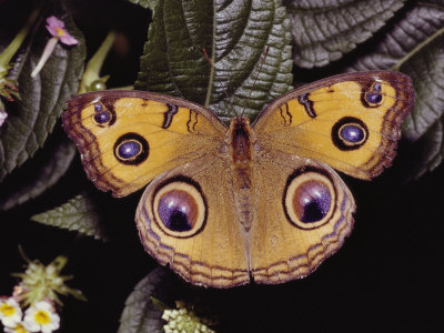 Peacock Pansy Butterfly, Precis Almana, On A Blooming Plant by Tim Laman Pricing Limited Edition Print image