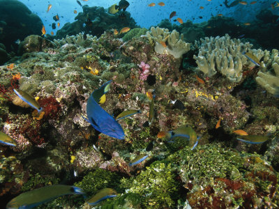 Wrasse And Other Fishes Swimming Over A Colorful Diverse Reef by Tim Laman Pricing Limited Edition Print image