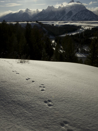Tetons With The Snake River And Snowshoe Hare Tracks In Front by Tim Laman Pricing Limited Edition Print image