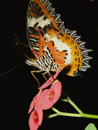 Butterfly Feeding On The Nectar Of A Flower On Which It Is Perched by Tim Laman Pricing Limited Edition Print image