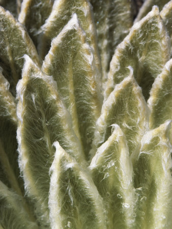 Close View Of The Furry Leaves Of An Espeletia Plant, Espeletia Sp by Tim Laman Pricing Limited Edition Print image
