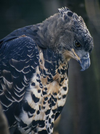 Crowned Eagle, Stephanoaetus Coronatus In Captivity by Tim Laman Pricing Limited Edition Print image