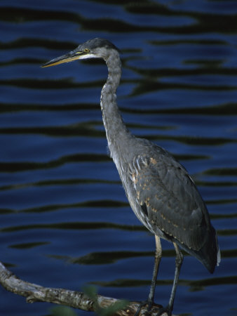 Great Blue Heron by Tom Murphy Pricing Limited Edition Print image