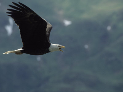 Bald Eagle (Haliaeetus Leucocephalus) Flying And Screeching by Tom Murphy Pricing Limited Edition Print image