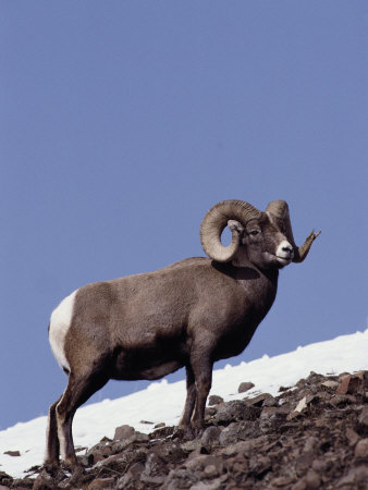 Bighorn Sheep Climbs A Rocky Slope by Tom Murphy Pricing Limited Edition Print image