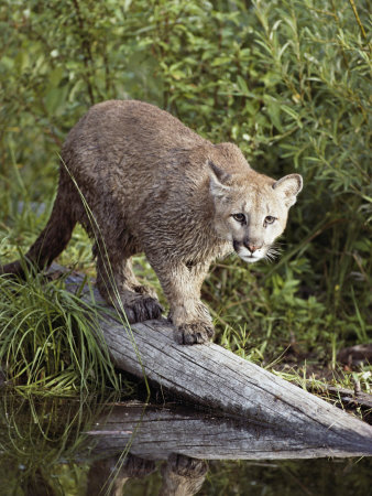 Captive Mountain Lion Crosses A Felled Tree by Tom Murphy Pricing Limited Edition Print image