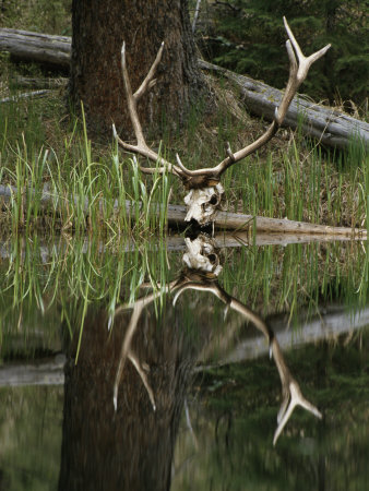 Skull Of A Bull Elk On A Log At The Water's Edge by Tom Murphy Pricing Limited Edition Print image