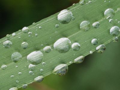 Dew Drops On A Blade Of Grass by Tom Murphy Pricing Limited Edition Print image