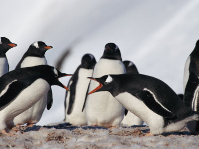 Pair Of Gentoo Penguins Squabbling In A Rookery by Tom Murphy Pricing Limited Edition Print image