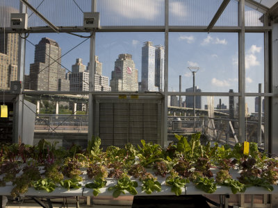 Hydroponic Controlled Garden On An Energy Self-Sufficient Barge by Tyrone Turner Pricing Limited Edition Print image