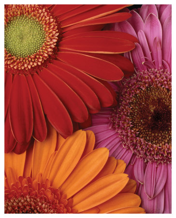 Gerbera Trio by Danny Burk Pricing Limited Edition Print image