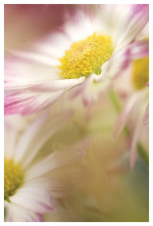 Pink Daisy by Karin Connolly Pricing Limited Edition Print image
